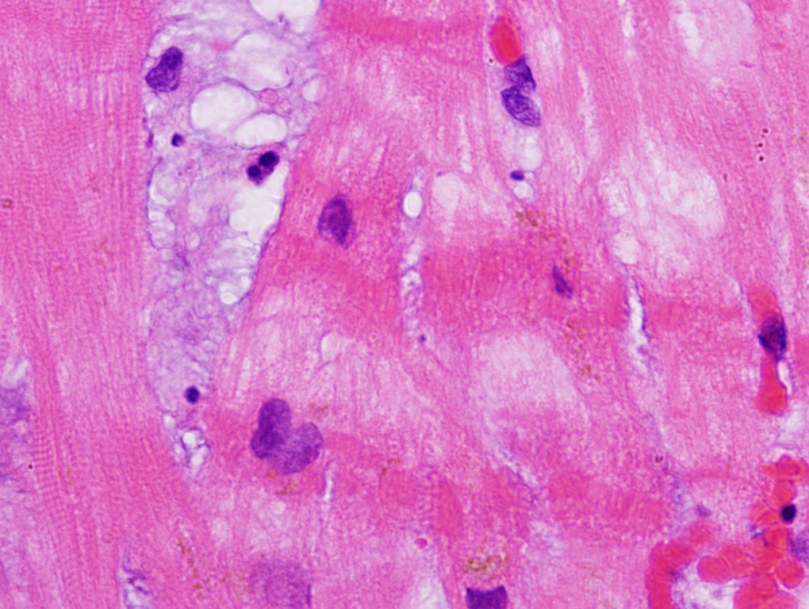 An archived imaged from an old histology challenge...